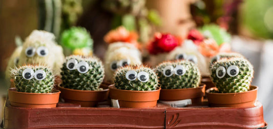 10 Common Things at Home That Can Harm Your Pet (And What to Use Instead) - Novusyes