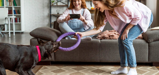 How to Pick the Right Toy for Your Pet’s Personality - Novusyes