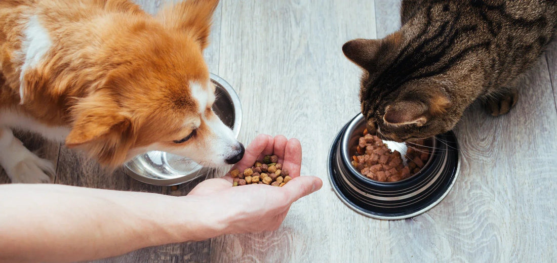 What You Should Know About Feeding Your Pet – Tips from Vets - Novusyes