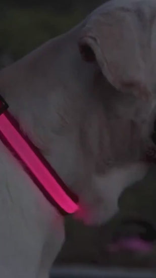 Dog wearing LED safety collar glowing at night.